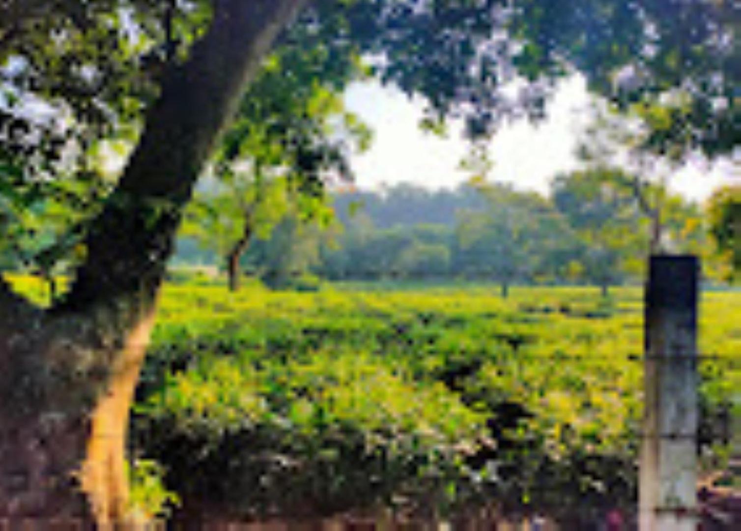 บราฮมาพูตราจังเกิลรีสอร์ท กูวาฮาติ ภายนอก รูปภาพ